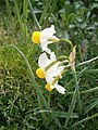 Narcissus tazetta subsp. italicus