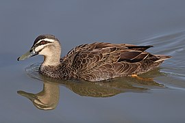 Pacific Black Duck jun08