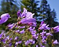 Flowers of Penstemon fruticosus