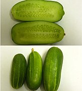 Isfahan burpless cucumber, Iran