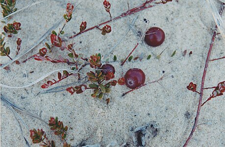 Vaccinium macrocarpon - Large cranberry (French: aiton, airelle à gros fruits).