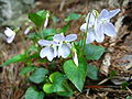 庐山堇菜 (Viola stewardiana)