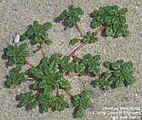 Seabeach amaranth (A. pumilus), an amaranth on the Federal Threatened species List