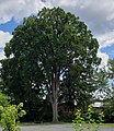 American Elm Tree in Easthampton, Massachusetts (August 2022). Across the street, from the park, in the rotary in which stood the "Pulpit Elm" until 1952.