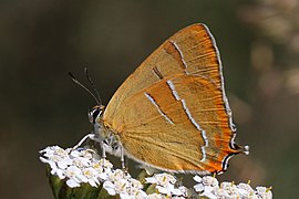 Brown hairstreak (Thecla betulae) Bulgaria