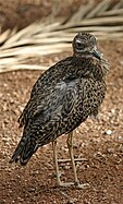 Cape thick-knee