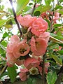 Chaenomeles Pink Lady