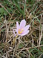 Colchicum alpinum