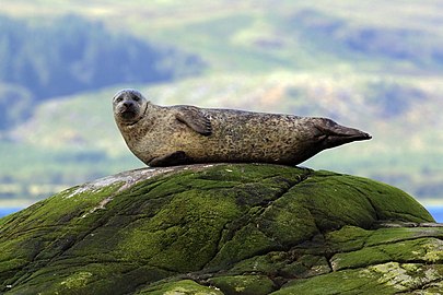 Common seal Phoca vitulina Scotland, UK