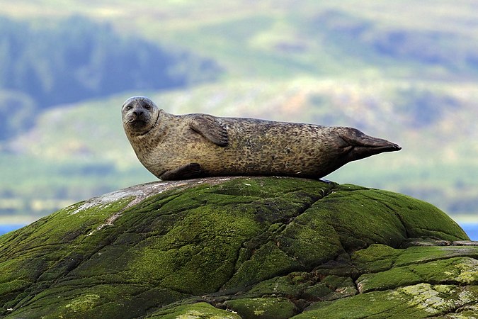 苏格兰阿盖尔郡利斯莫尔岛附近的港海豹（Phoca vitulina）。