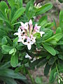 Daphne ×burkwoodii opening