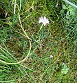 Dianthus gallicus flower