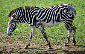 细纹斑马（Equus grevyi）