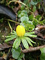 Eranthis hyemalis bud