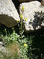 Erysimum hieraciifolium