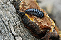 larva of Cypherotylus californicus