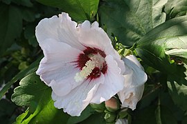 Common hibiscus of Matinecock