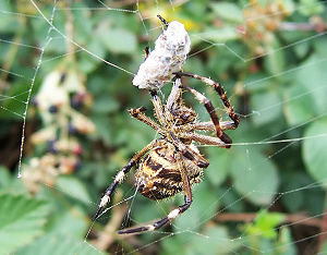 Australian garden orb weaver spider eating a bee