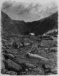 #33 (2/11/1874) The "calmar gigantesque" that washed ashore on Île Saint-Paul on 2 November 1874, as documented by geologist Charles Vélain during a French astronomical mission to Île Saint-Paul to observe the transit of Venus (Vélain, 1877:81, fig. 8). The illustration is based on a photograph,[28] one of the first ever taken of a giant squid.