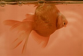 Swim bladder disease has resulted in this female ryukin goldfish floating upside down