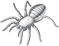 Idmonarachne brasieri, an arachnid close to spiders