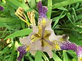 Iris 'Fabian' hybridized by John Salter, 1868, UK