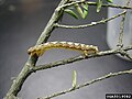 Lambdina fiscellaria fiscellaria caterpillar