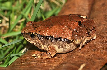 Lateral view