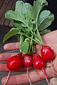 Red cultivated radishes, sometimes considered a subspecies