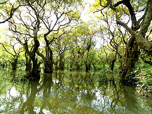 Ratargul Swamp Forest, Sylhet