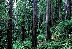 Sequoia, giant redwood forests were common at higher altitudes of Anatolia in the Tertiary and early Pleistocene.