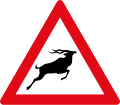 Deer ahead