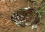 Plains spadefoot toad (Spea bombifrons)