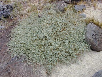 Invasive growth in Kahoolawe, Hawaii