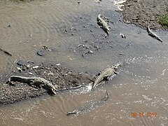 Reptiles in the river