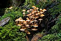 Unidentified Fungi, Myrtle Forest, Collinsvale, Tasmania, Australia