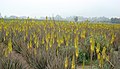 Crops of aloe vera.