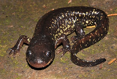 Yellow-peppered Salamander (Q2512486)