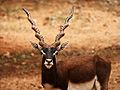 The blackbuck is common in portions of northwestern, central and peninsular India<ref>{{cite book