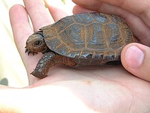 在人手掌上休憩的牟氏水龟，以显示其身体的娇小