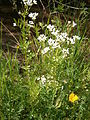 Cardamine amara