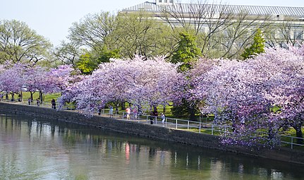 Tidal Basin cherry blossoms (April 9, 2013)