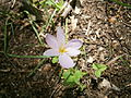 Colchicum alpinum in the Grandes Rousses