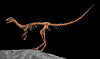 Skeletal mount of Compsognathus.