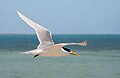 Crested Tern in flight