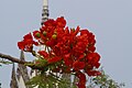 Delonix regia