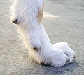 Dewclaw