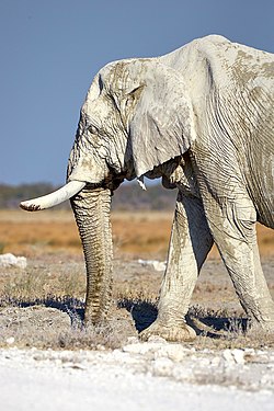 African bush elephant (loxodonta africana) bull displaying the long eyebrows of older elephants and the short tactile hair growing on the trunk (near Namutoni, Etosha National Park, Namibia)