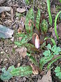 Erythronium dens-canis 'Rose Queen' opening