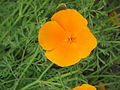 Eschscholzia californica close-up